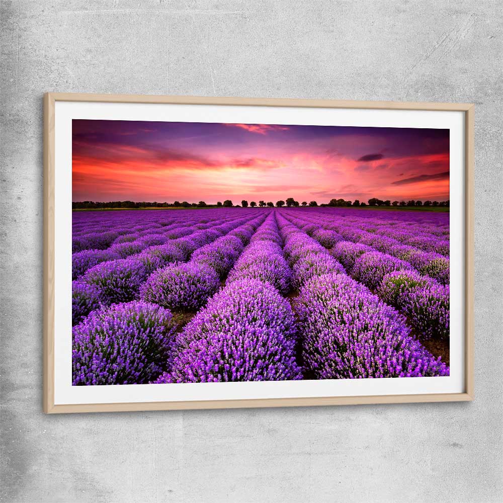 Floral print of Lavender Field with raw oak glass front frame
