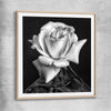 Floral print of Monochrome Rose with raw oak glass front frame