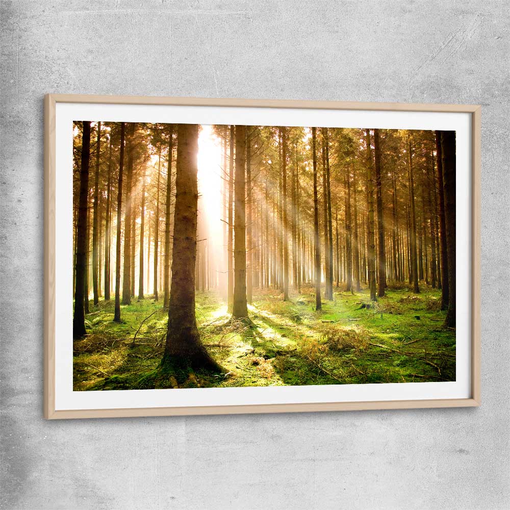 Floral print of Pine Forest Sunrise with raw oak glass front frame