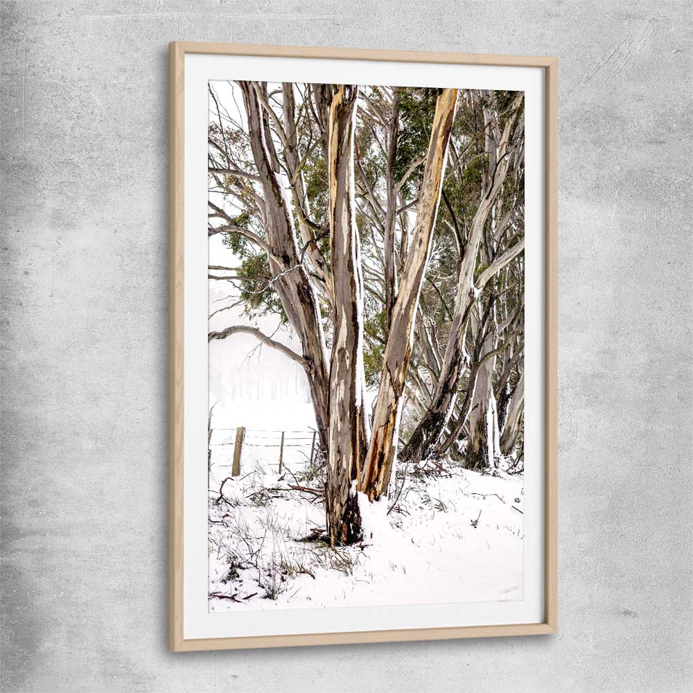 Floral print of Snowy Gumtrees with raw oak glass front frame