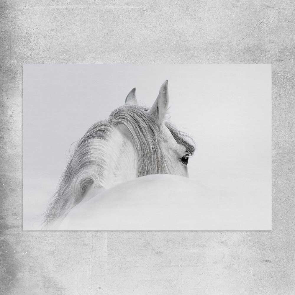 Animal wall art and canvas prints of Andalusian Horse on a rolled print