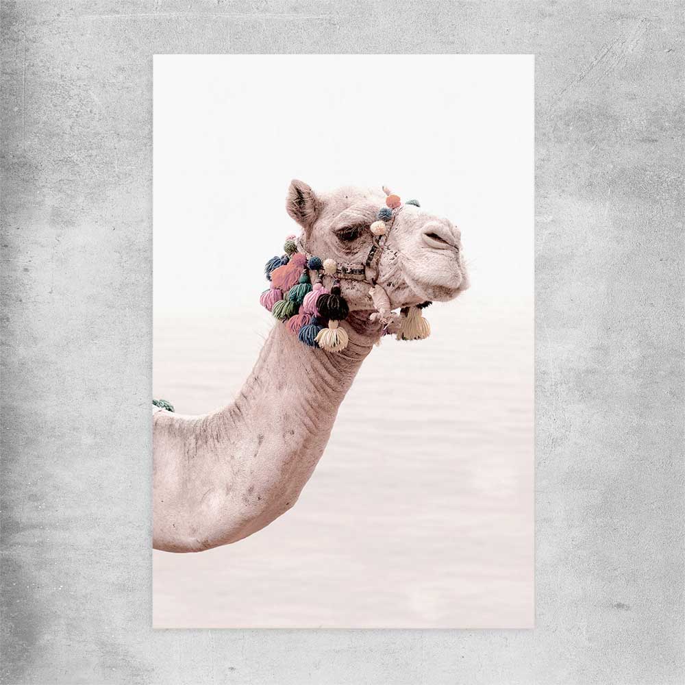 Animal wall art and canvas prints of Bohemian Camel on a rolled print