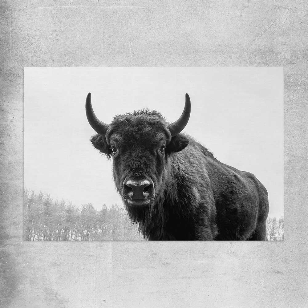 Animal wall art and canvas prints of Buffalo Gaze on a rolled print