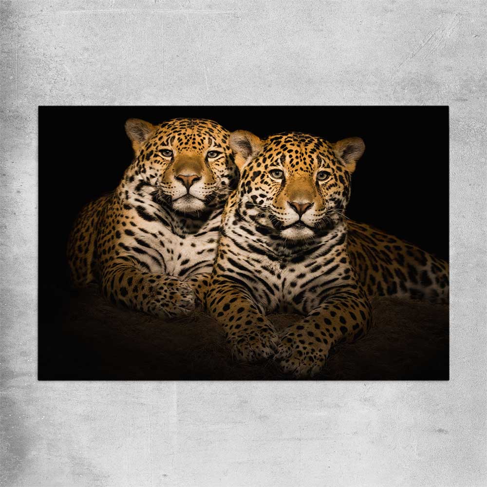Animal wall art and canvas prints of Calm Jaguar Couple on a rolled print