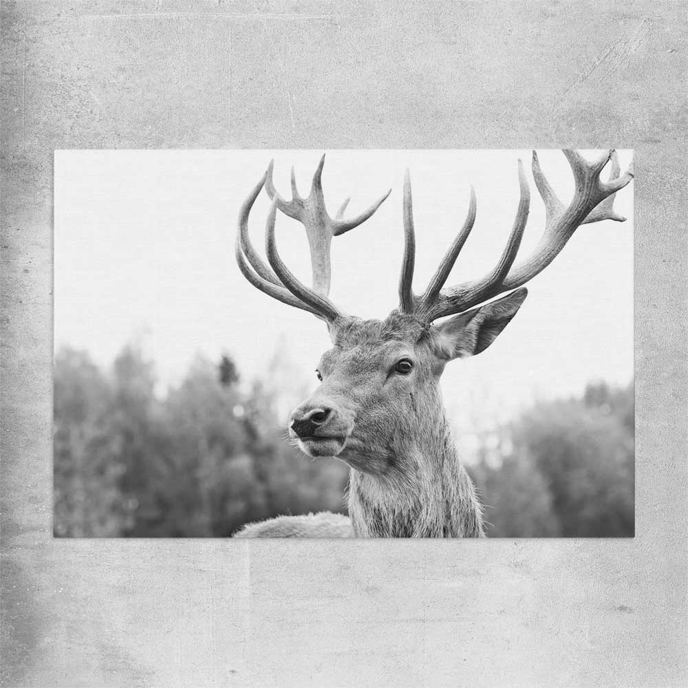 Animal wall art and canvas prints of Deer Focus on a rolled print