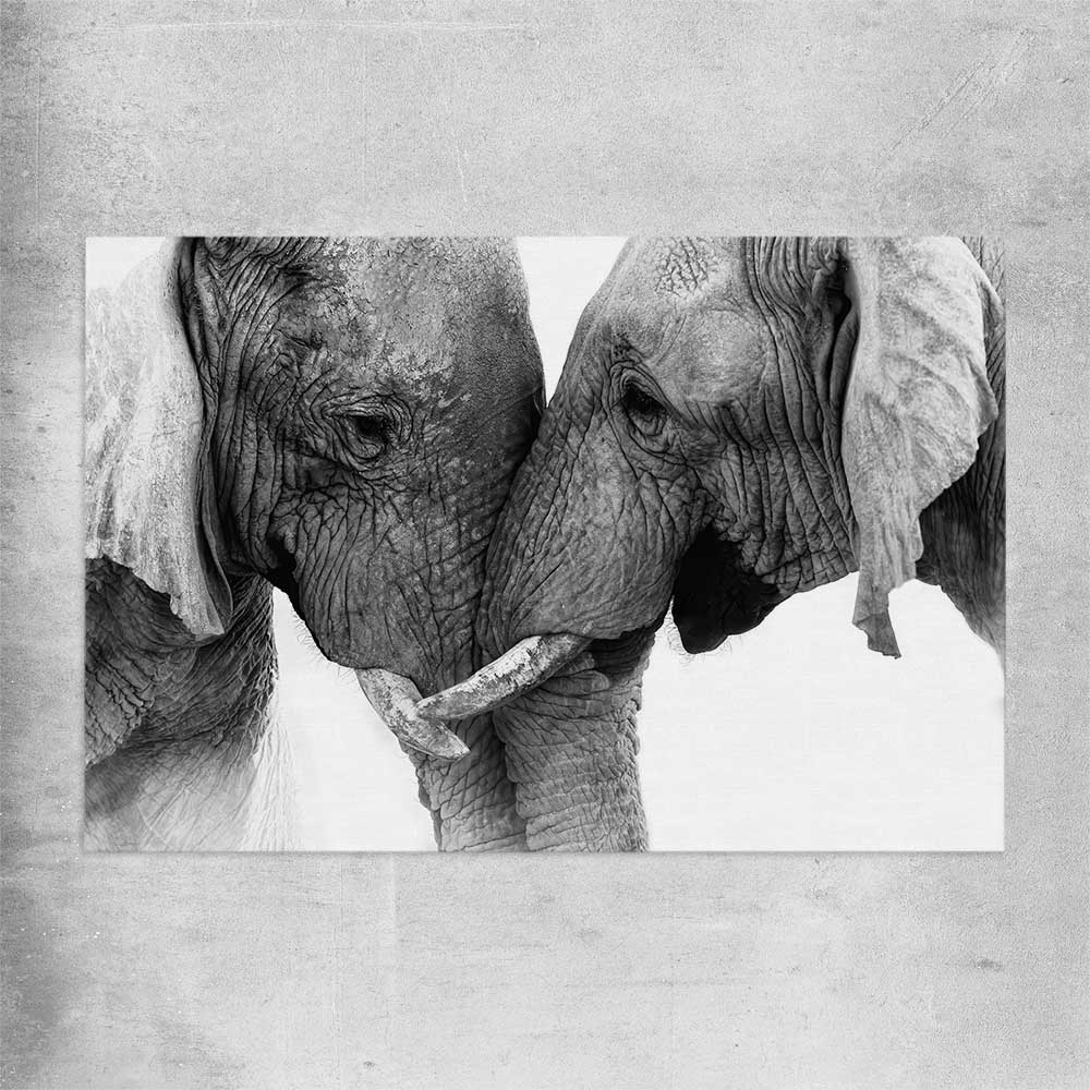 Animal wall art and canvas prints of Elephant Love on a rolled print