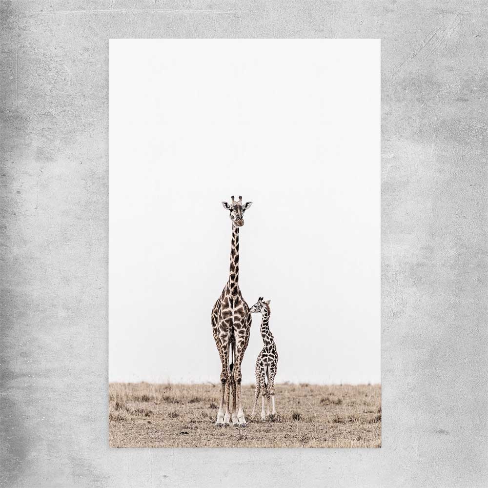 Animal wall art and canvas prints of Giraffe Affection on a rolled print