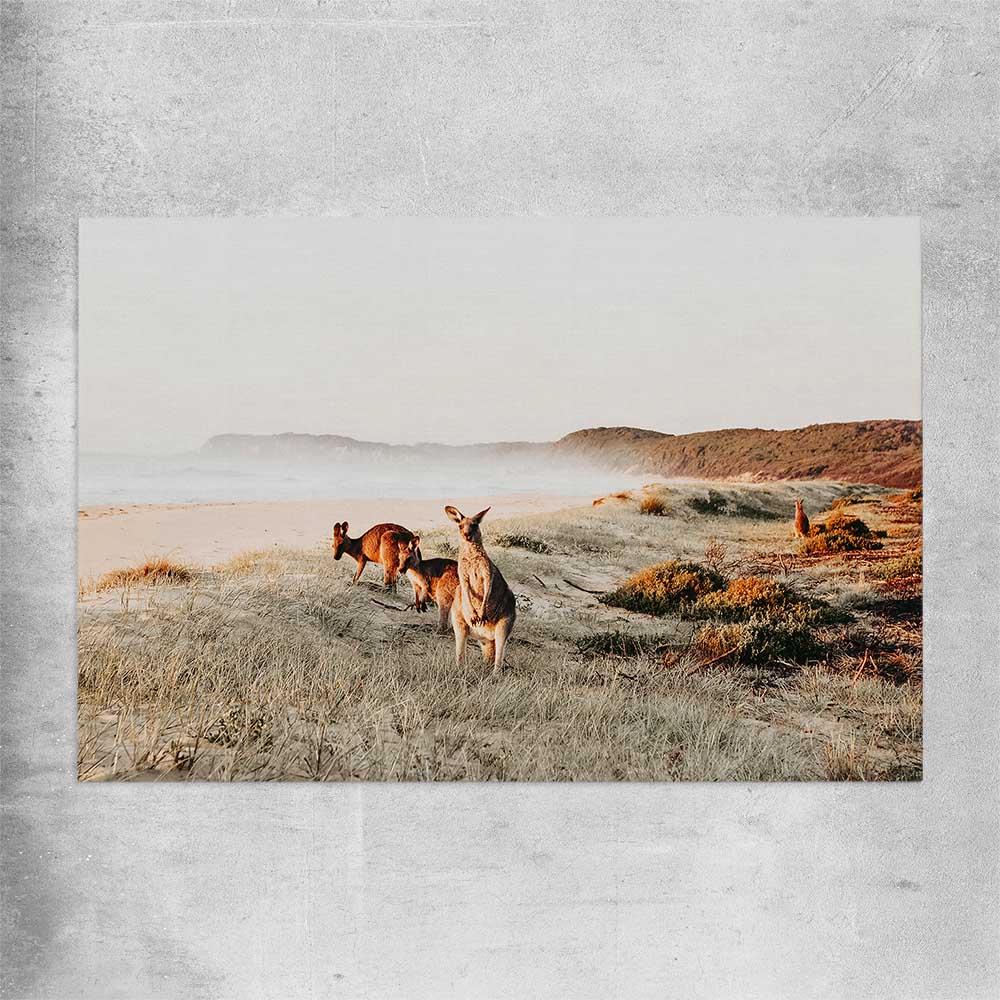 Animal wall art and canvas prints of Grazing Kangaroos on a rolled print