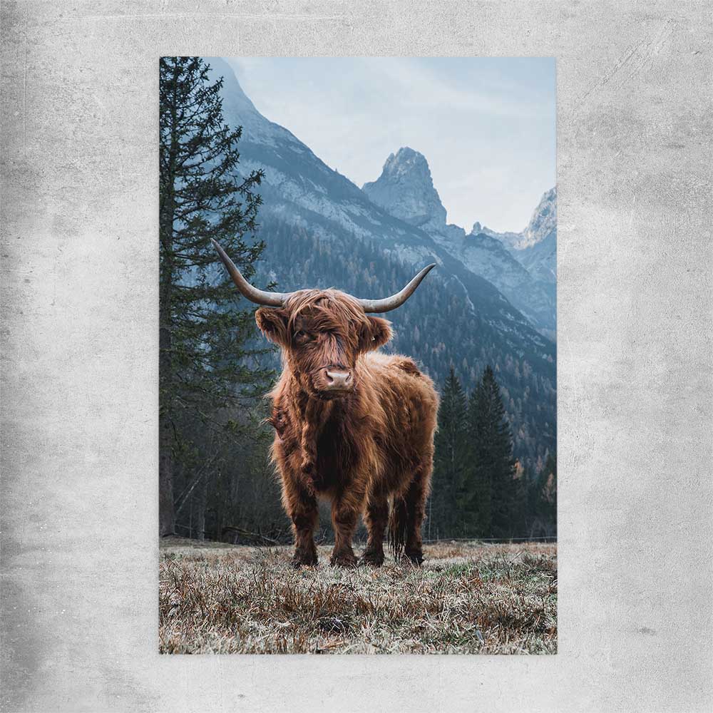 Animal wall art and canvas prints of Growing Highland on a rolled print