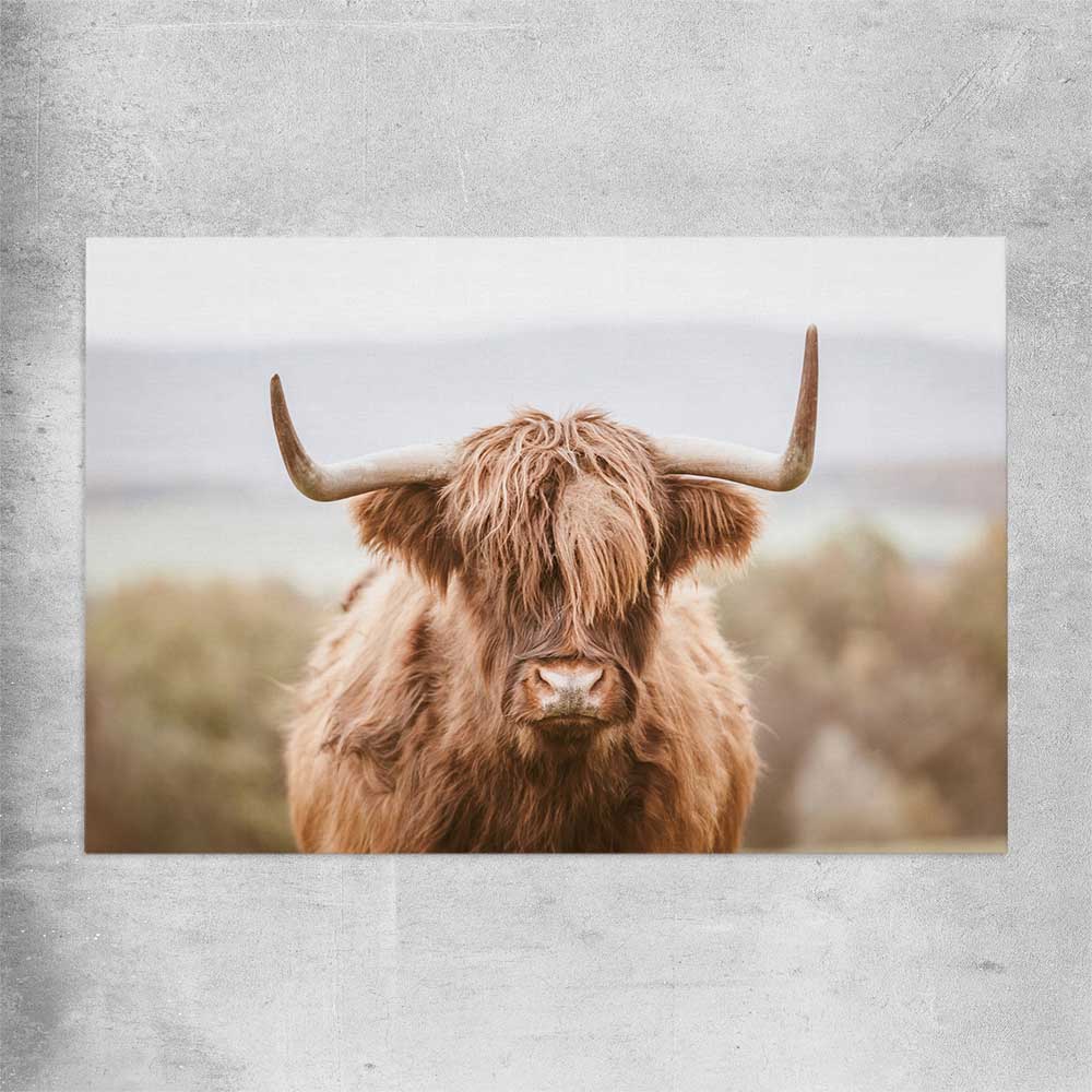 Animal wall art and canvas prints of Highland Cow on a rolled print