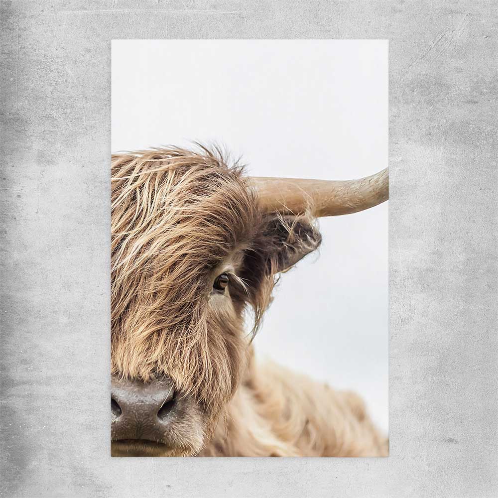 Animal wall art and canvas prints of Highland Graze on a rolled print