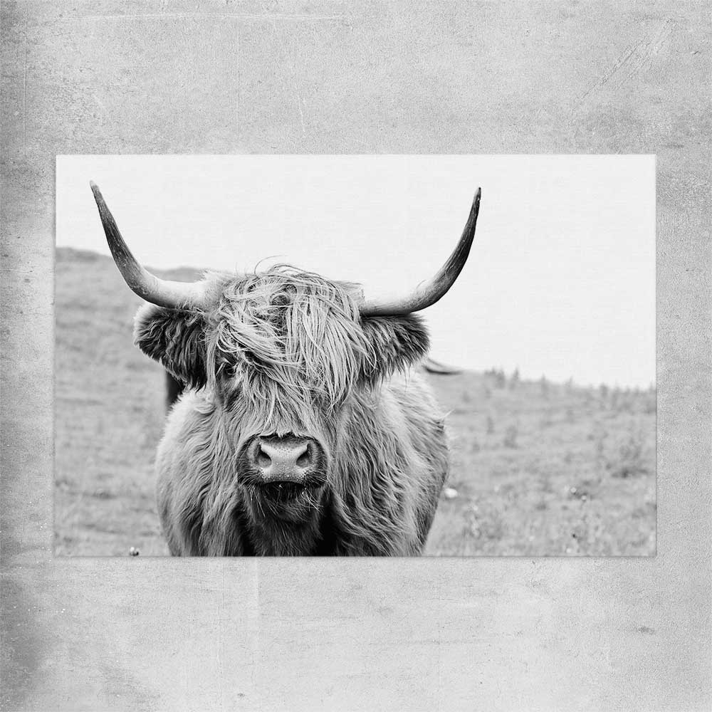 Animal wall art and canvas prints of Highland Hills on a rolled print