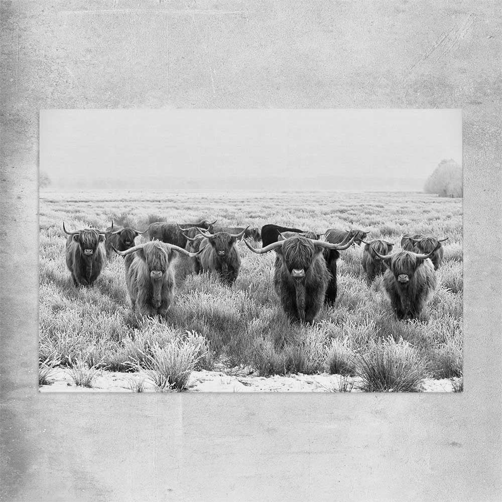 Animal wall art and canvas prints of Highland Monochrome on a rolled print
