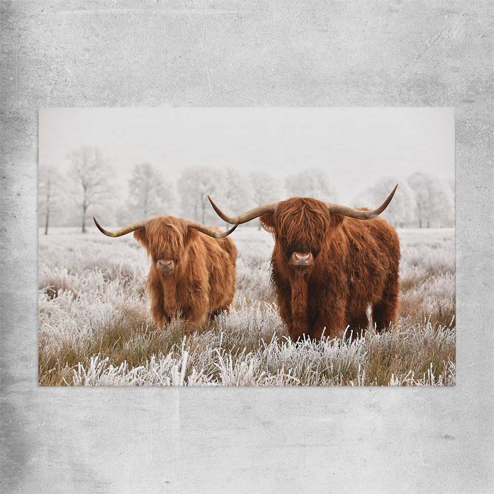 Animal wall art and canvas prints of Highland Pack on a rolled print