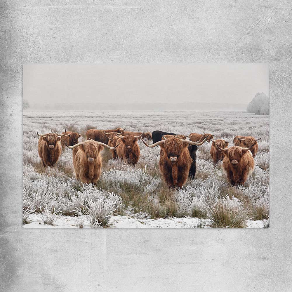 Animal wall art and canvas prints of Highland Ranges on a rolled print