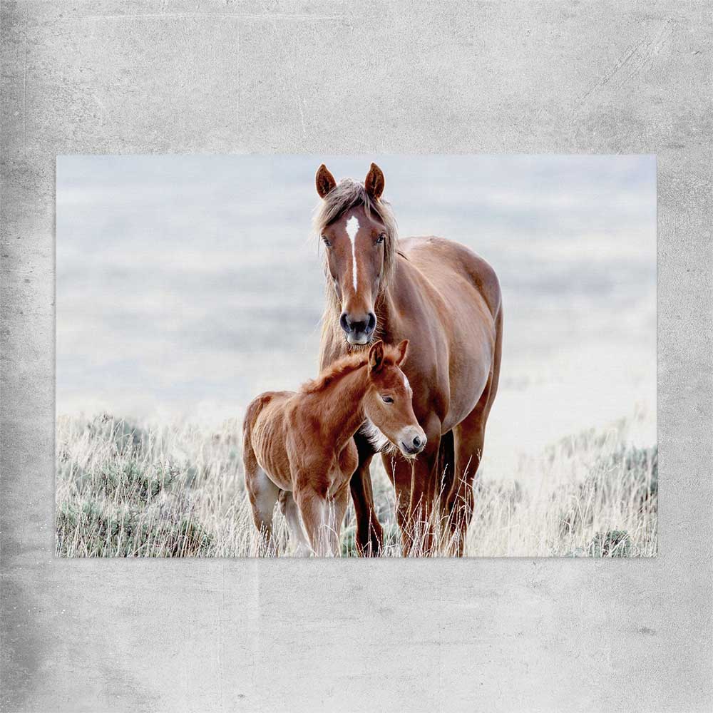 Animal wall art and canvas prints of Horse Love on a rolled print