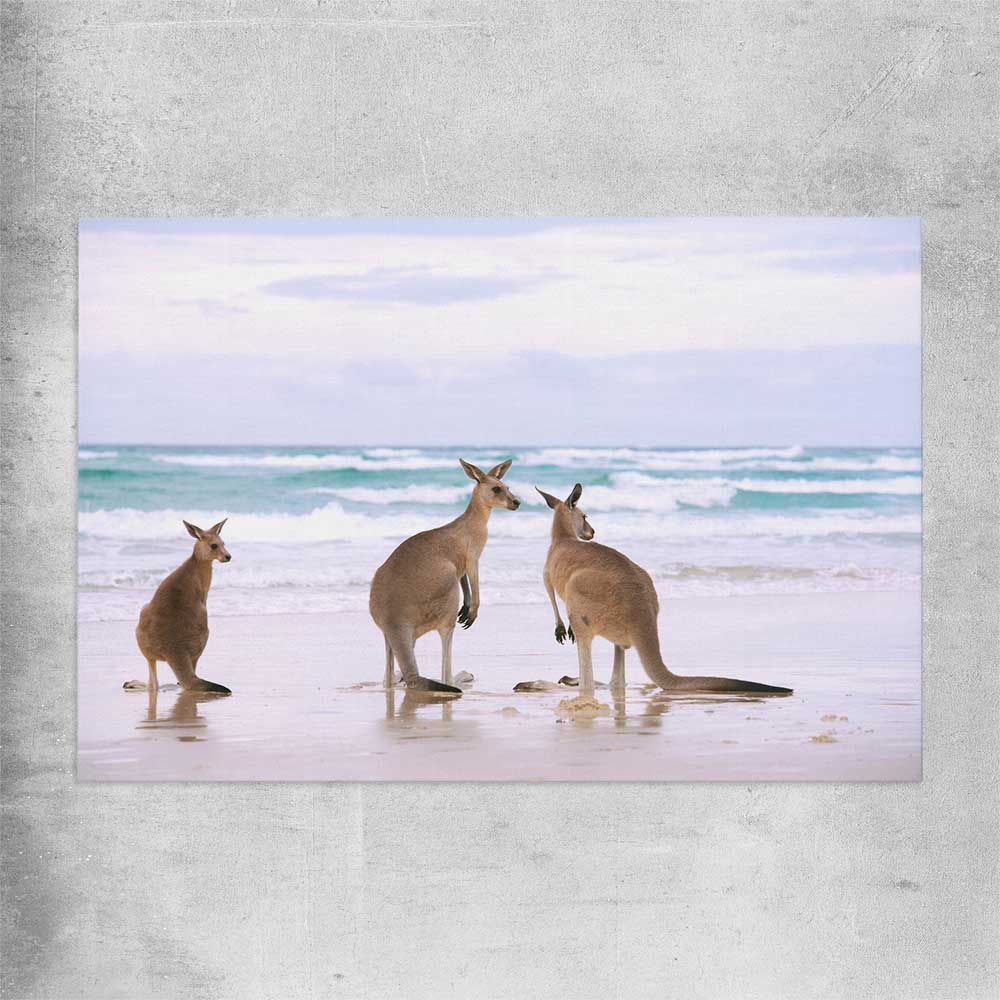 Animal wall art and canvas prints of Kangaroo Couple on a rolled print