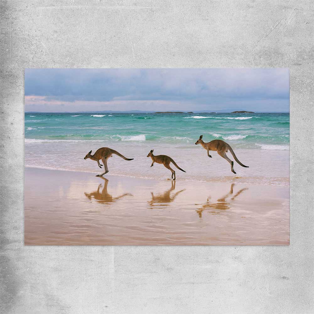 Animal wall art and canvas prints of Kangaroo Family on a rolled print