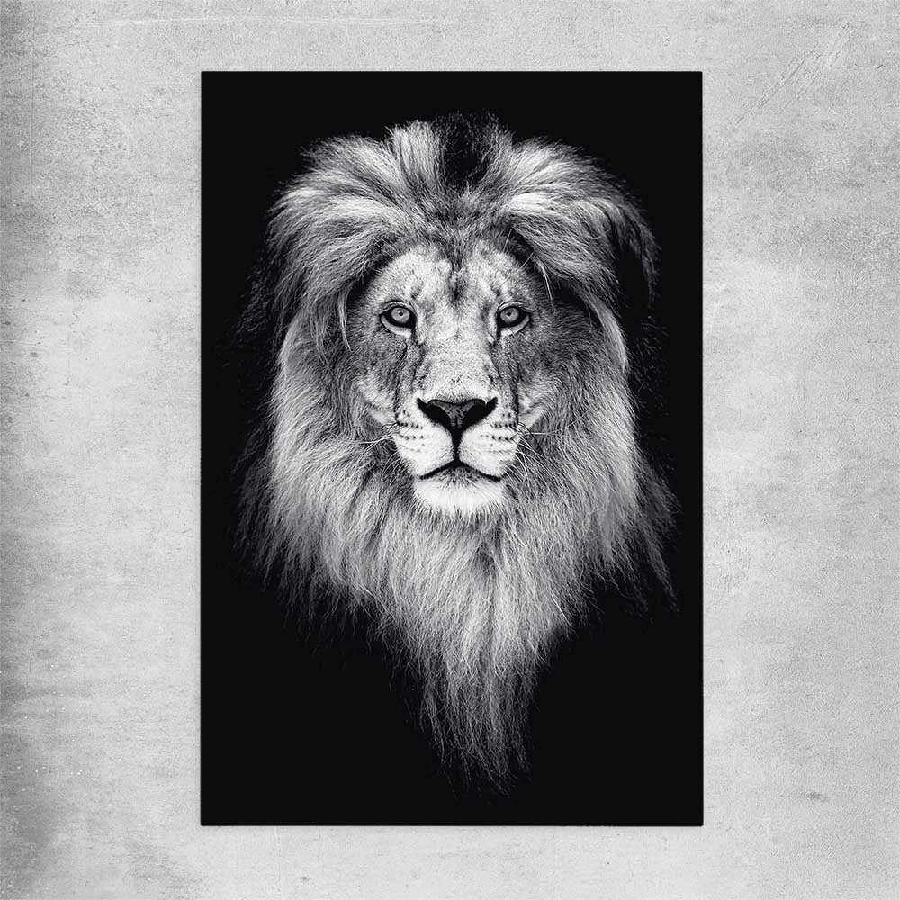 Animal wall art and canvas prints of Lion Gaze on a rolled print