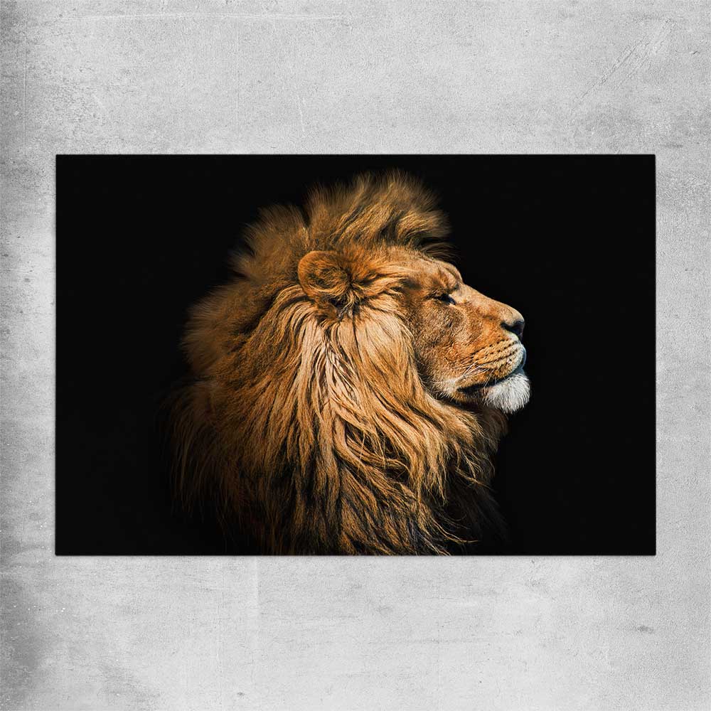 Animal wall art and canvas prints of Lion Mentality on a rolled print
