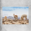 Animal wall art and canvas prints of Llamas in Peru on a rolled print
