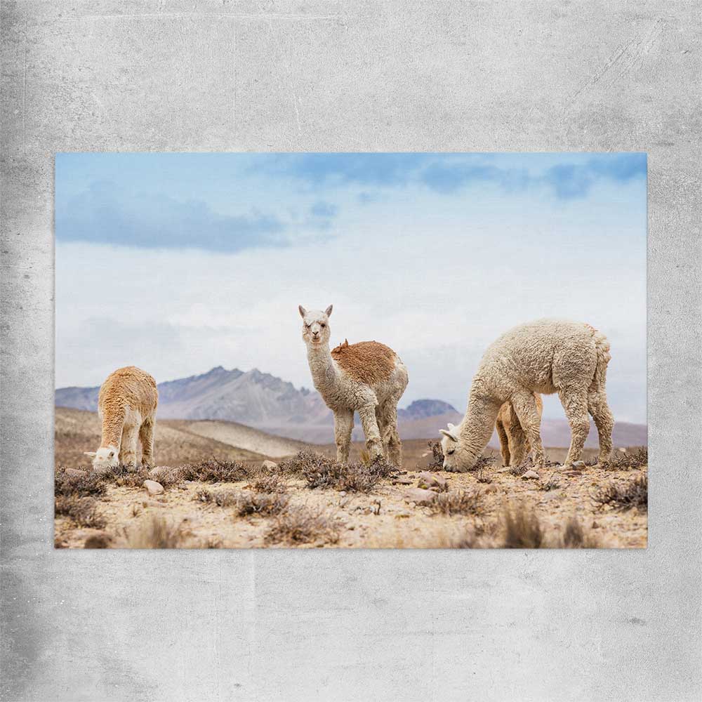 Animal wall art and canvas prints of Llamas in Peru on a rolled print
