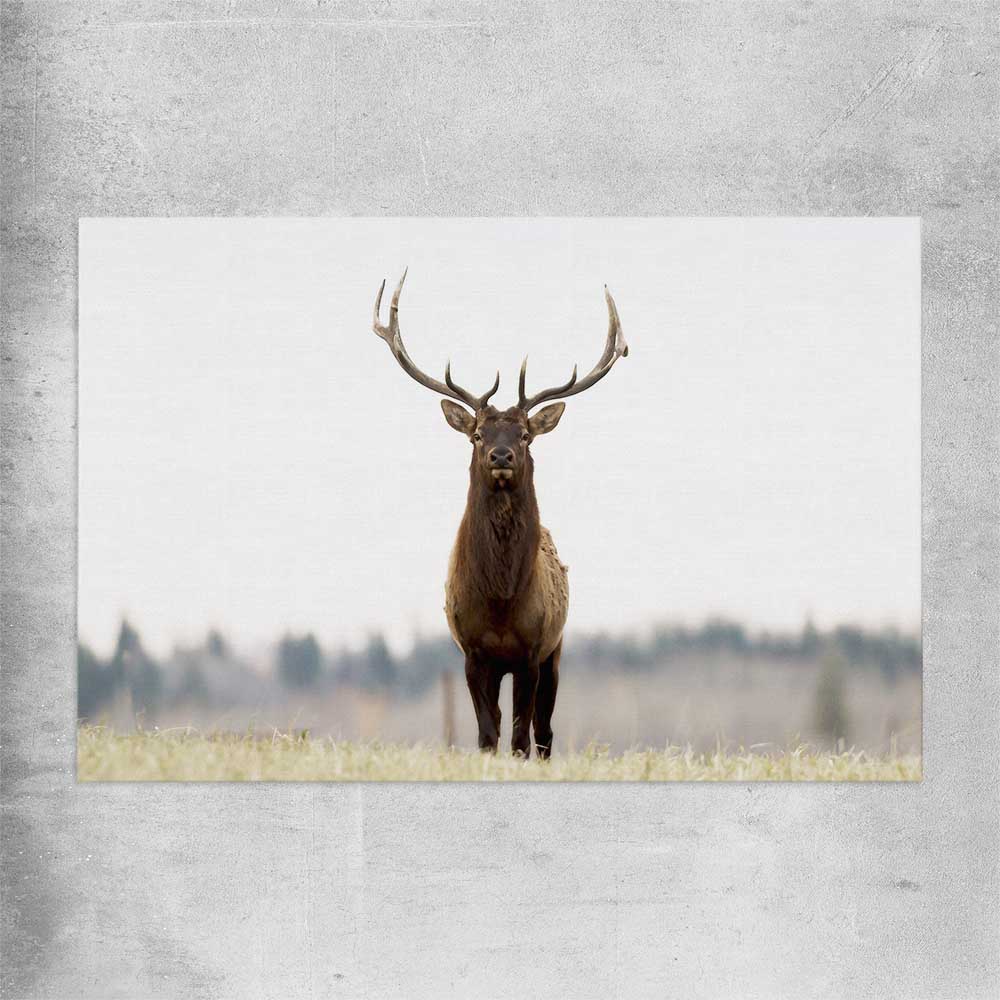 Animal wall art and canvas prints of Lone Deer on a rolled print