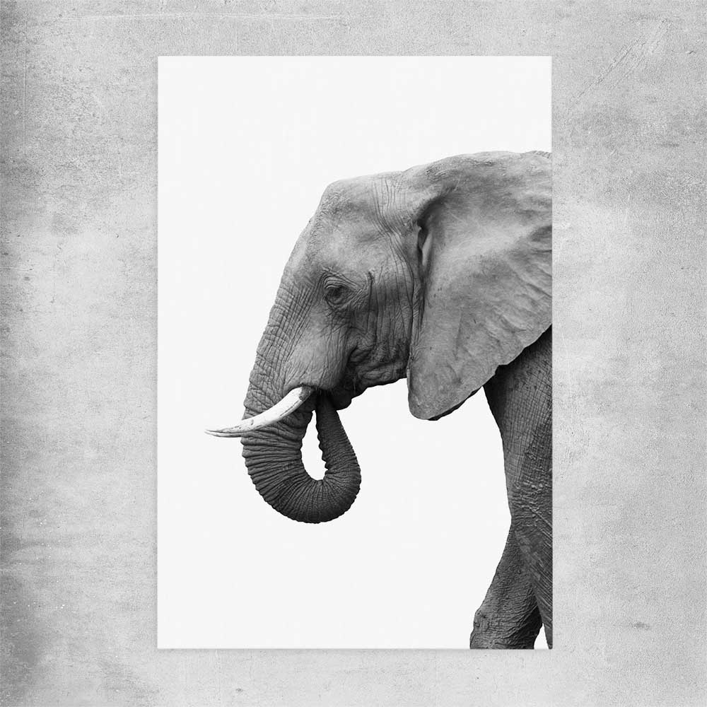Animal wall art and canvas prints of Lone Elephant on a rolled print