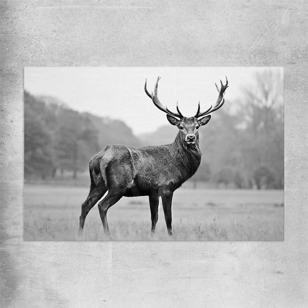 Animal wall art and canvas prints of Majestic Red Deer on a rolled print