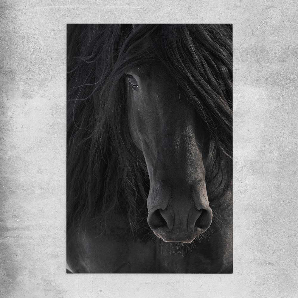 Animal wall art and canvas prints of Midnight Friesian Horse on a rolled print