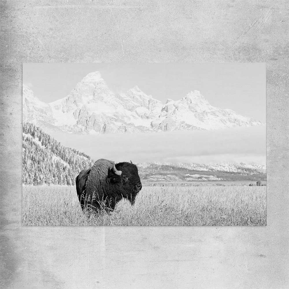 Animal wall art and canvas prints of Mountain Bison on a rolled print
