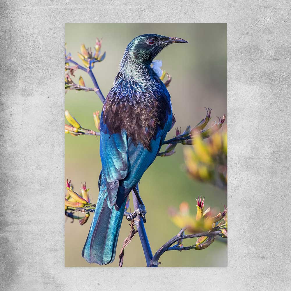 Animal wall art and canvas prints of New Zealand Tui on a rolled print