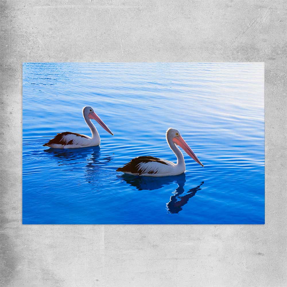 Animal wall art and canvas prints of Pelican Blue Waters on a rolled print