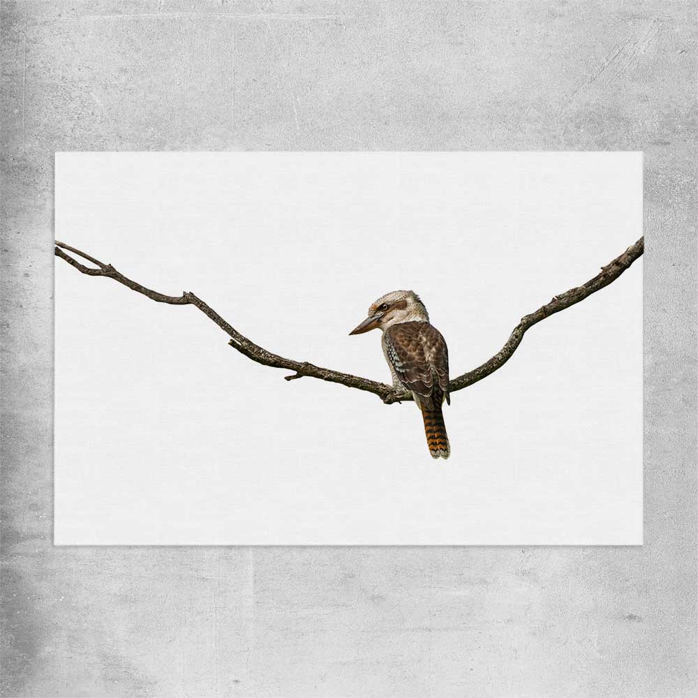 Animal wall art and canvas prints of Perched Kookaburra on a rolled print