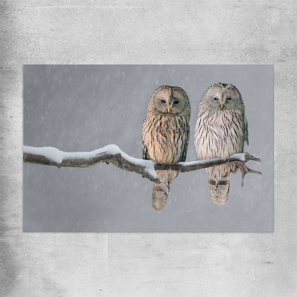 Animal wall art and canvas prints of Perched Owls on a rolled print