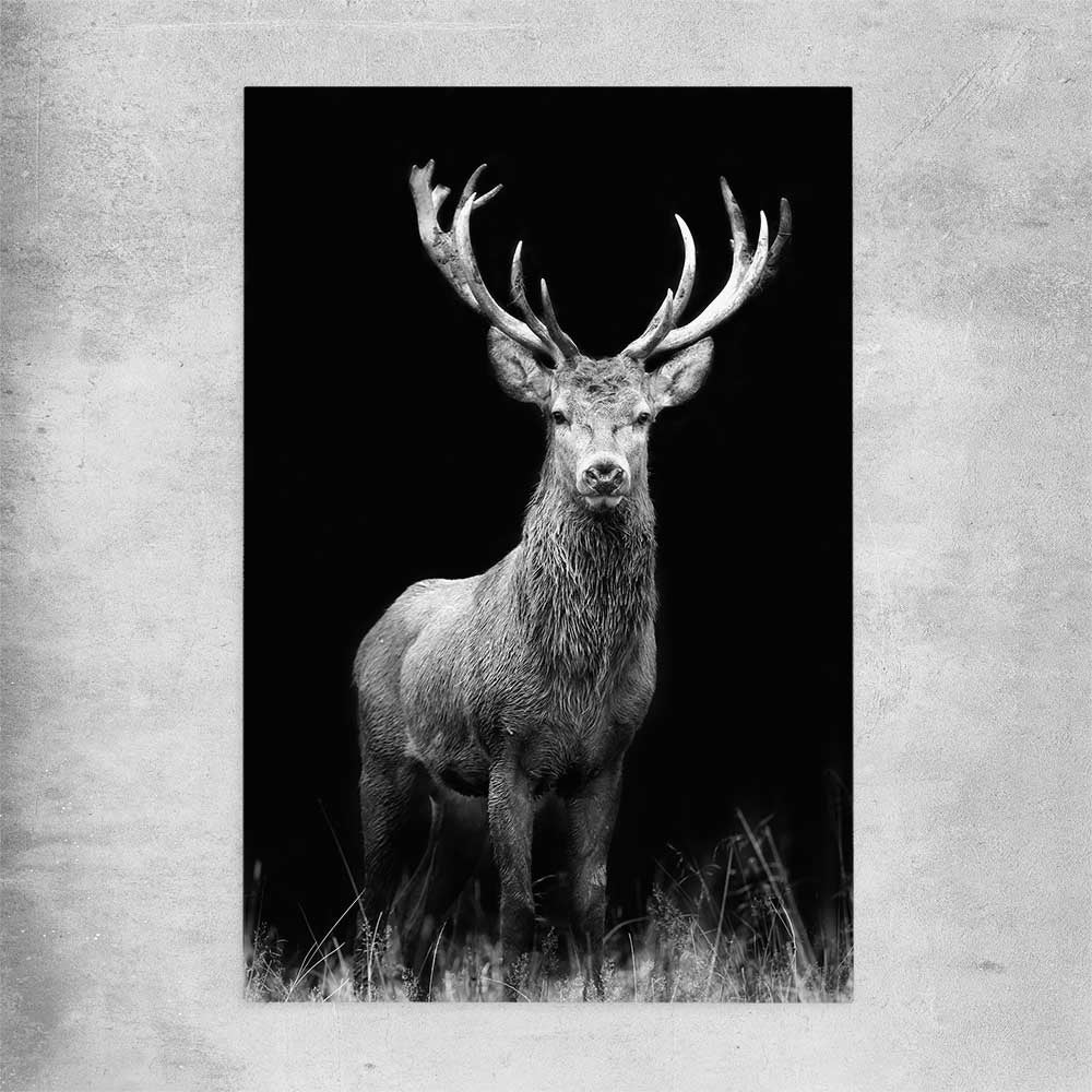 Animal wall art and canvas prints of Red Deer Gaze on a rolled print