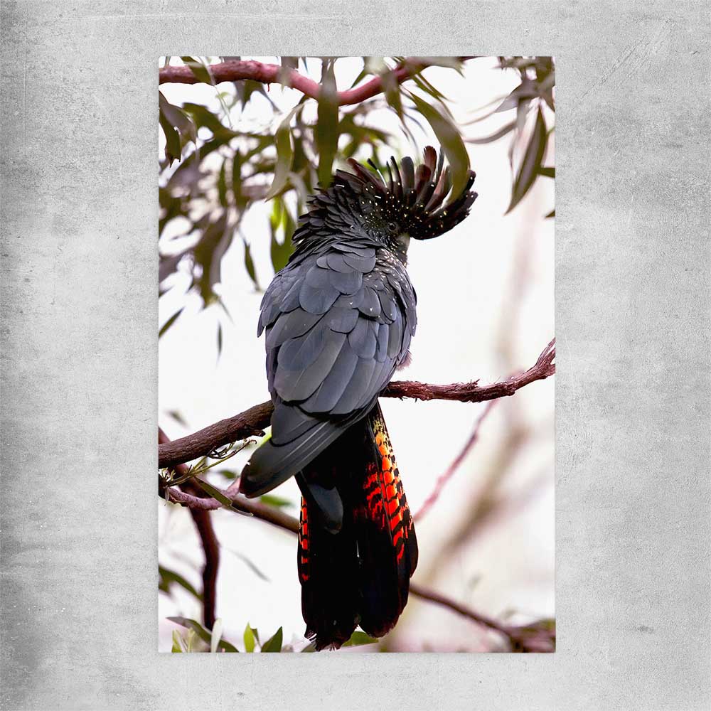 Animal wall art and canvas prints of Red Tail Cockatoo on a rolled print