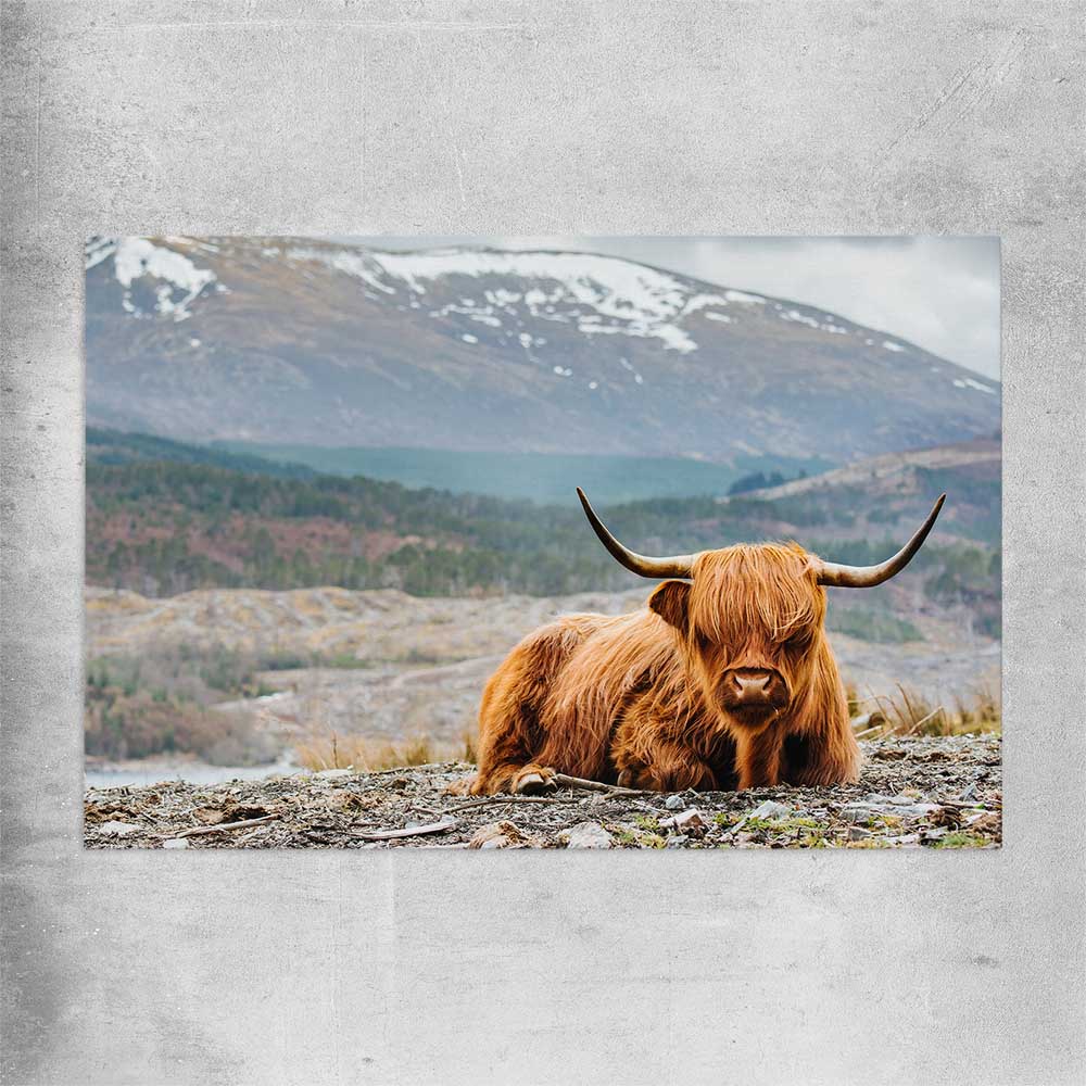 Animal wall art and canvas prints of Relaxing Highland on a rolled print