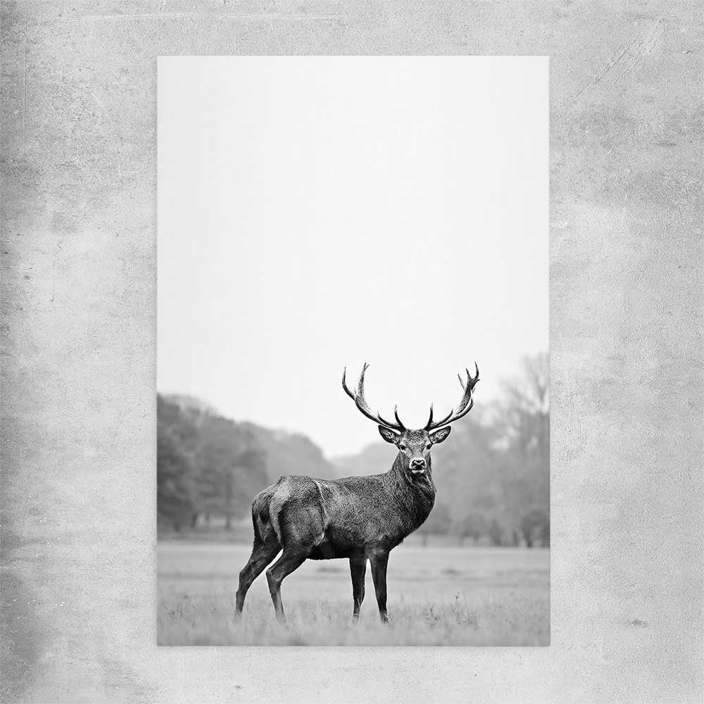 Animal wall art and canvas prints of Roaming Deer on a rolled print
