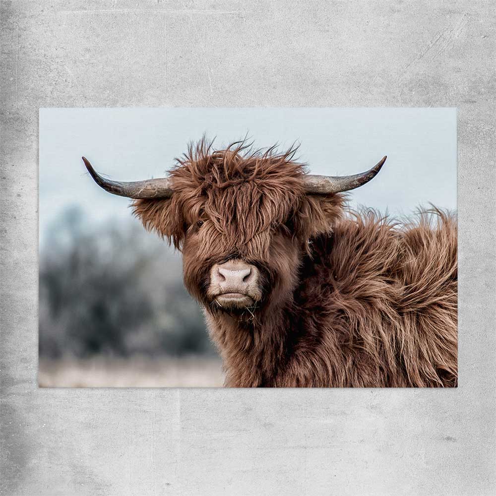 Animal wall art and canvas prints of Scottish Highland on a rolled print
