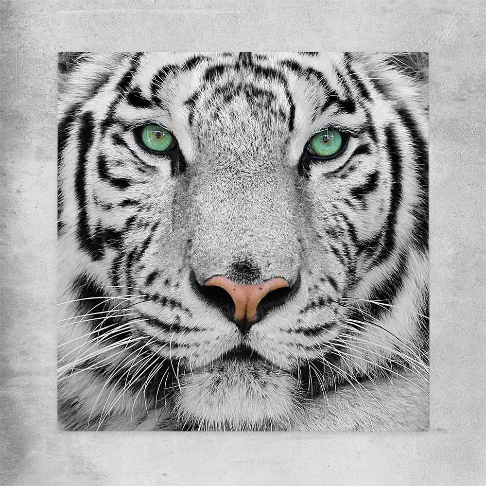 Animal wall art and canvas prints of Silent White Tiger on a rolled print