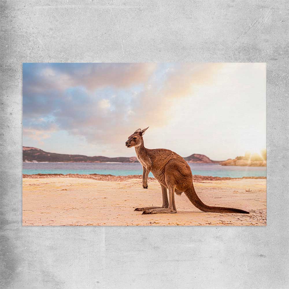 Animal wall art and canvas prints of Sunset Kangaroo Walk on a rolled print