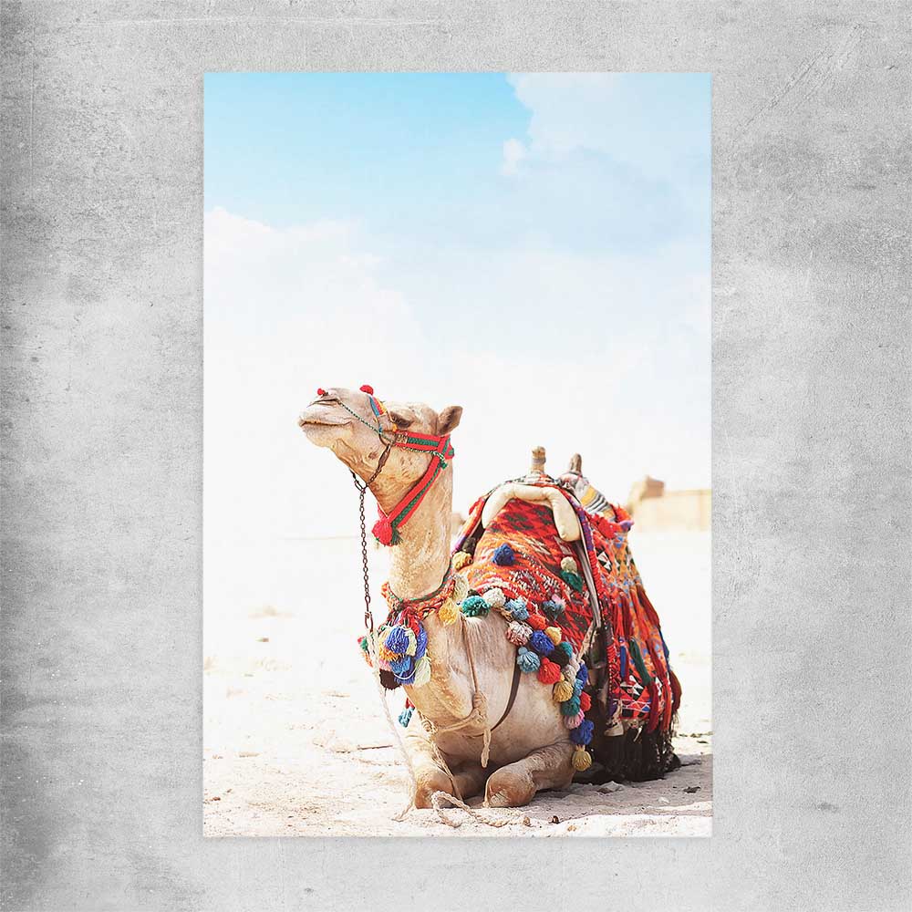 Animal wall art and canvas prints of Vibrant Camel on a rolled print
