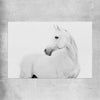 Animal wall art and canvas prints of White Horse on a rolled print