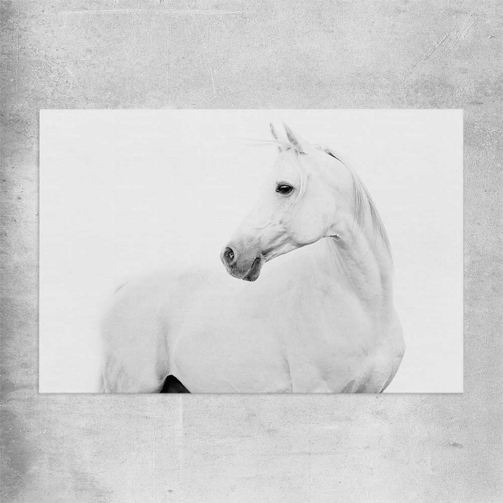 Animal wall art and canvas prints of White Horse on a rolled print