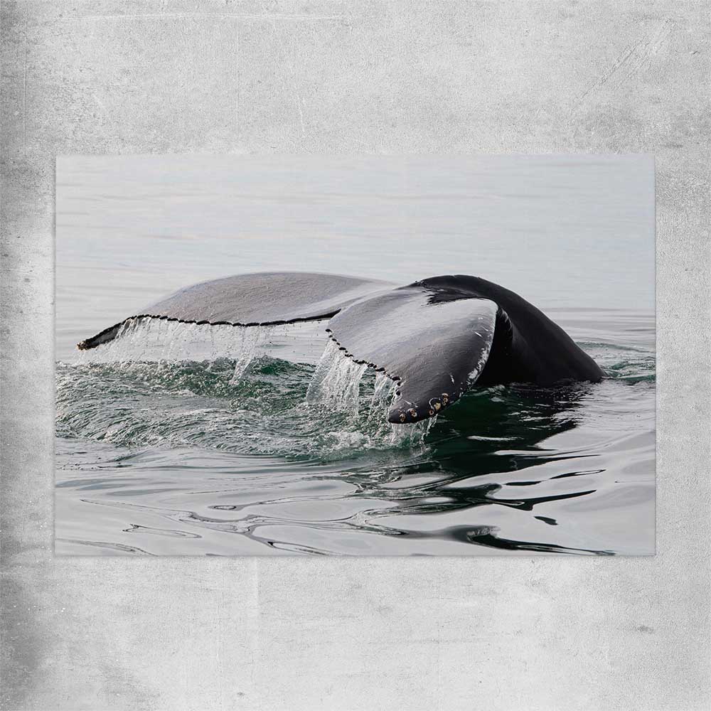 Beach and coastal wall art print of Humpback Whale on a rolled print