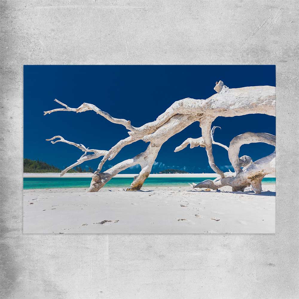Beach and coastal wall art print of Whitsundays Driftwood on a rolled print
