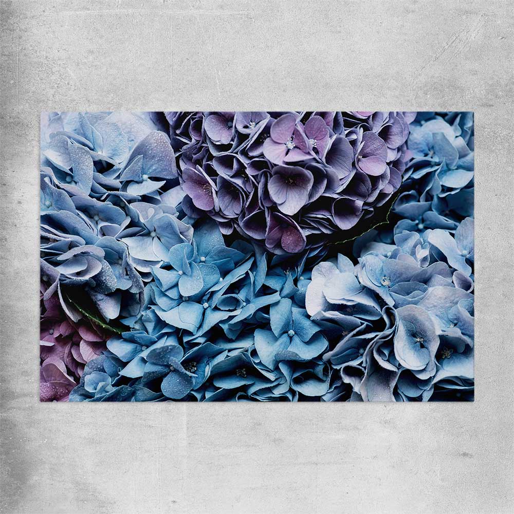 Floral print of Blue Hydrangea on a rolled print