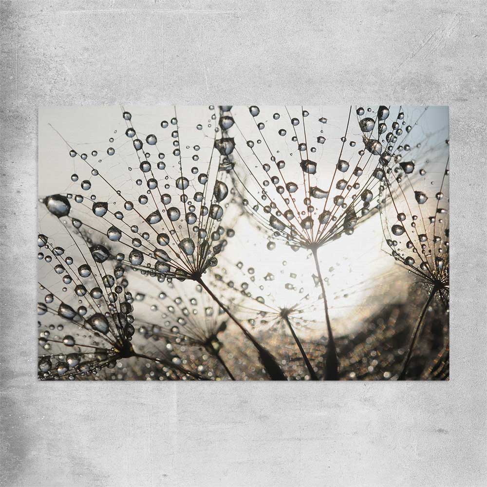 Floral print of Dandelion Seed Sunrise on a rolled print