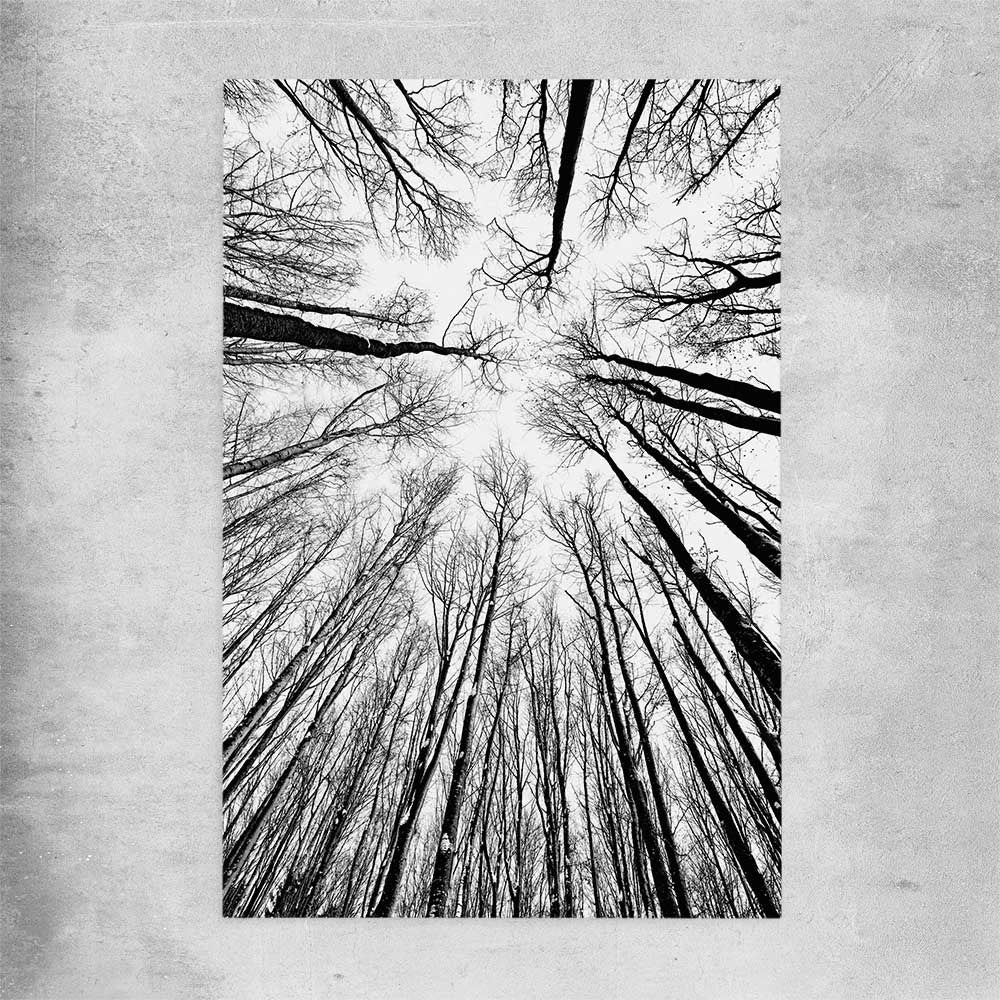 Floral print of Forest Sky on a rolled print